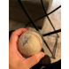 Aaron Judge Game Used ball last fielded before HR 62 MLB holo- 1/1 pre record